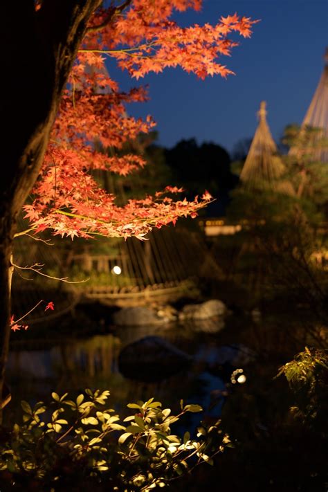 ELDERBERRY STREET: Fall in Japan