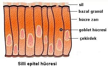 Epitel Doku Çeşitleri ve Görevleri Örtü Bez ve Duyu Epiteli Yeni