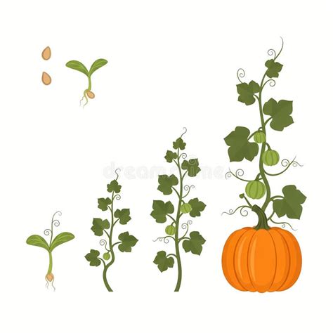 Pumpkin Plant Growth Stages Flat Vector Infographic Stock Illustration