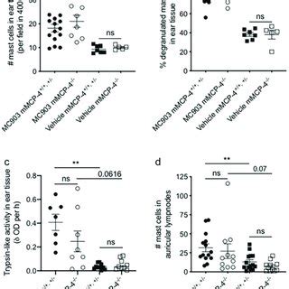 Mast Cell Recruitment And Activation In MC903 Induced Atopic Dermatitis