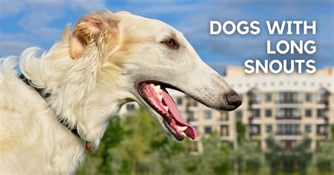 40 Largest Dog Breeds — Biggest Dog Breeds 58 Off