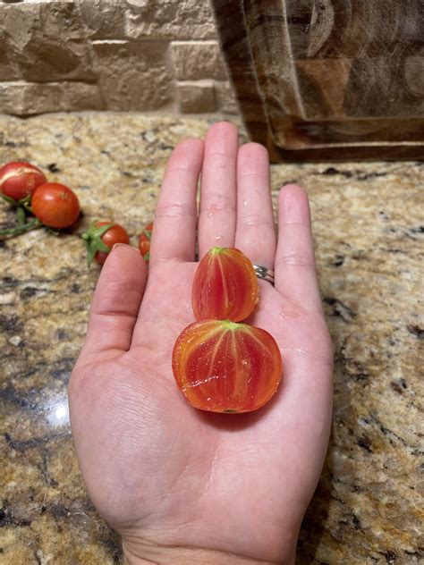 My Tomato Plant Grows Tiny Seedless Tomatoes