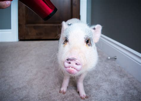 Mini Pig Oscar Hates Water Our Bath Struggle Life With A Mini Pig