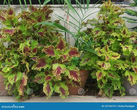 Coleus Kong Red Kakegawa Ce12 Solenostemon Hybridus Royalty Free Stock