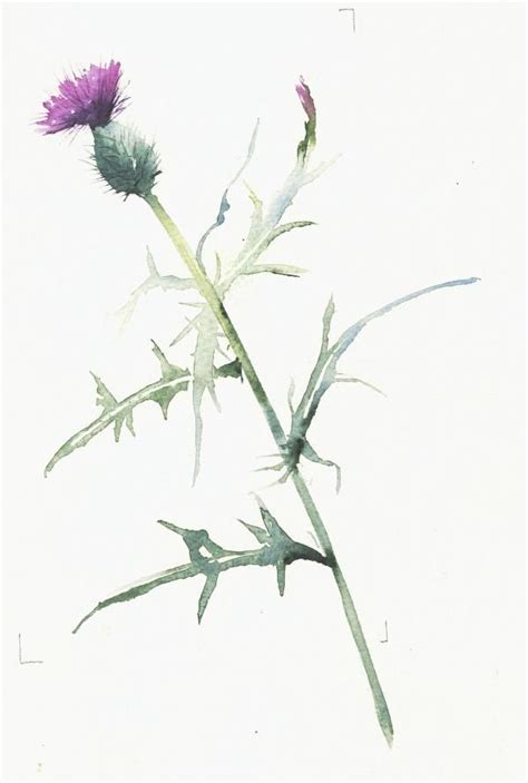 Thistle Paintings Search Result At Paintingvalley