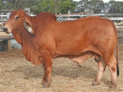 Gipsy Plains Brahmans Quality Red Grey Brahman Cattle