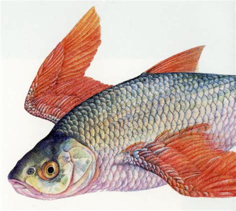 Textatelier Hess von Biberstein