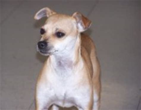 Italian Greyhuahua Italian Greyhound Chihuahua Mix Info Puppies