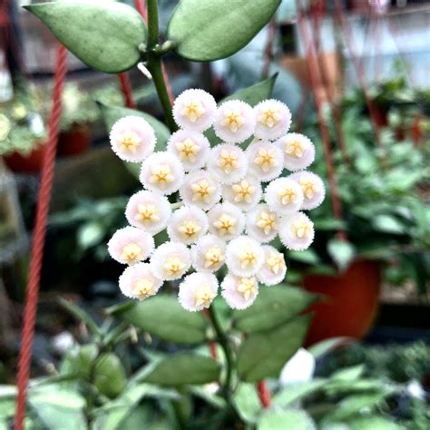 Hoya Lacunosa Limit Of 1 Steves Leaves