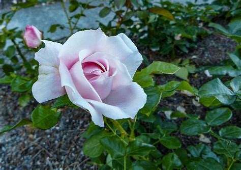 Rose Constanze Mozart - Rosa Constanze Mozart günstig kaufen