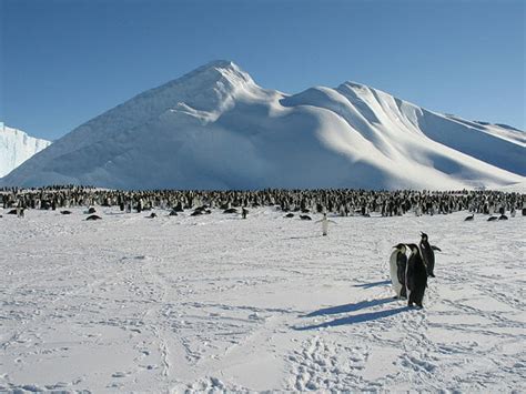 Antarctic Tundra