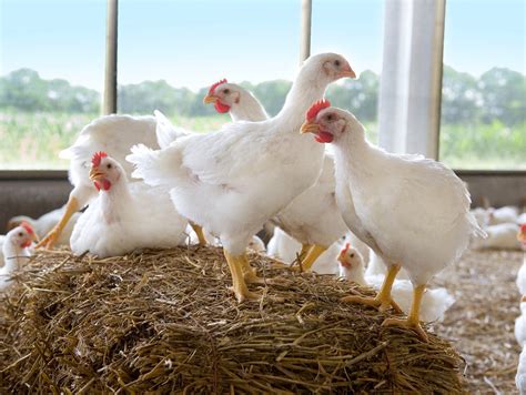 Dutch food system in 2050: healthy and circular