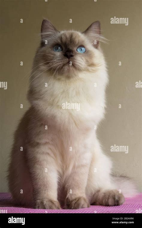 Portrait of a Himalayan cat with blue eyes Stock Photo - Alamy