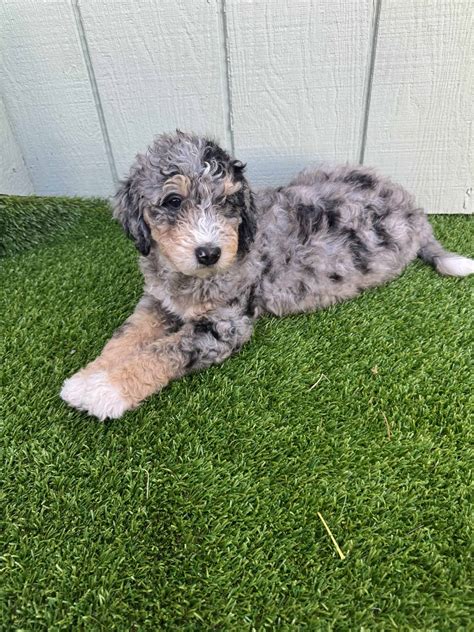 Blue Phantom Merle Bernedoodle Puppies | PetClassifieds.com