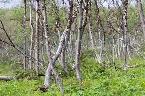 Kuva Kes Inen Tunturikoivikko Koivu Tunturikoivu Kes Lappi Betula