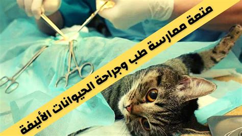 الطبيب البيطرى وتخصص طب وجراحة الحيوانات الأليفة وكل ما يخص الصيدلية