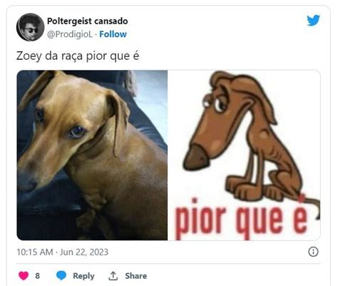 Raça de Cachorro Pior Que É Pior Que É Poor Sad Homeless Dog Know