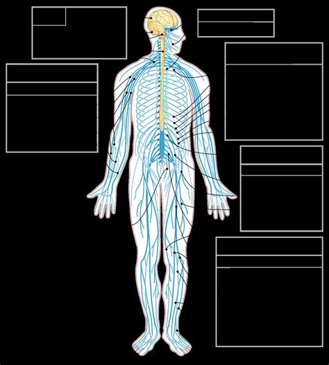 Nervous System Diagram - exatin.info