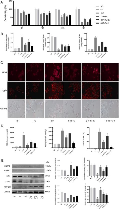 Fucoidan Ameliorates Ferroptosis In Ischemia Reperfusion Induced Liver