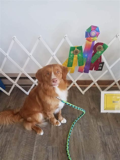 Oh Behave... - Oh Behave Dog Training Basic Obedience Class