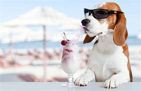 Voil Pourquoi Il Ne Faut Jamais Laisser Son Chien Boire De L Alcool