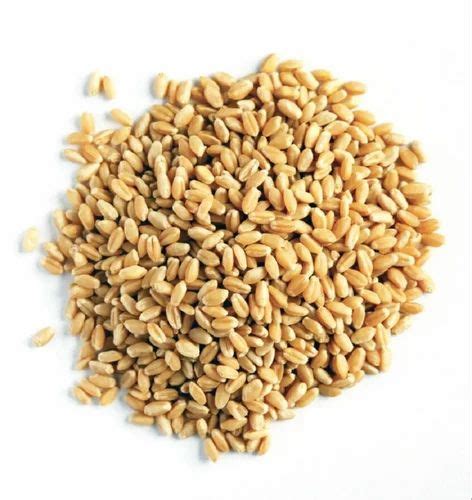 Golden Whole Wheat Grain At Rs 25 Kg In Rewa ID 27574954855