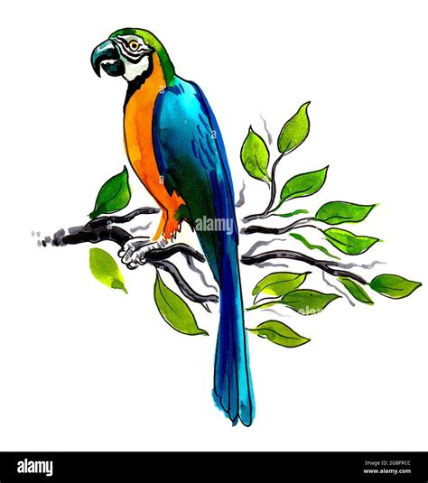 Parrot Bird Sitting On Tree Branch Ink And Watercolor Drawing Stock