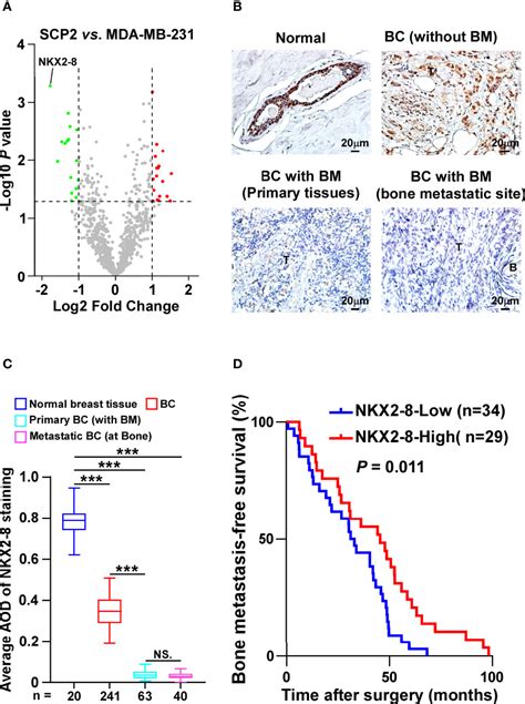 Frontiers Nkx Pthrp Axis Mediated Osteoclastogenesis And Bone