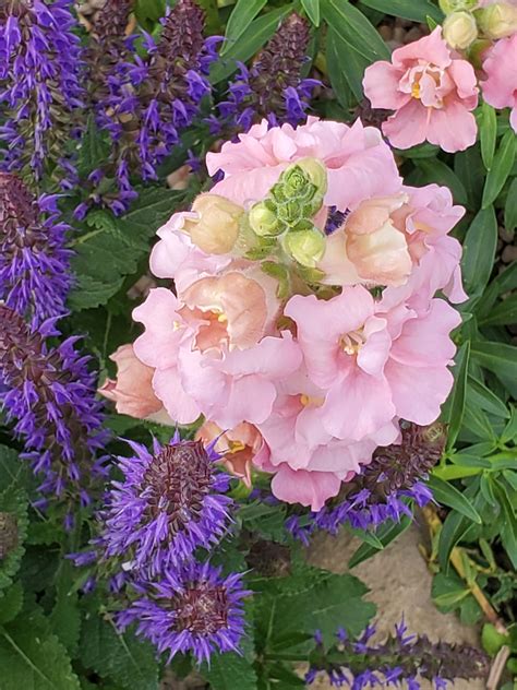 Follow The Yellow Brick Home - Beautiful Madame Butterfly Snapdragons