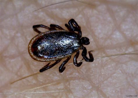 Tick Photos Cooperative Extension Tick Lab University Of Maine