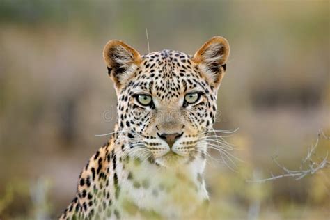 Leopard Portrait Kalahari Desert South Africa Stock Photo Image Of