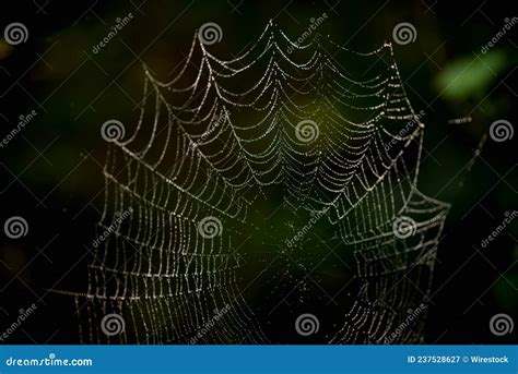 Captura Aproximada De Uma Teia De Aranha Sobre Um Fundo Preto E Verde