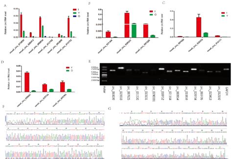 Rt Pcr And Sanger Sequencing Validation Of The Selected Circrnas A