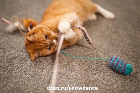 Как играть с кошкой и какие игрушки лучше купить? | КотоВедение | Дзен