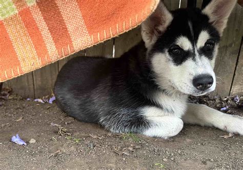 Purebred Siberian Husky - Wetherill Park - PetsForHomes