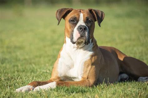Raça De Cachorro Boxer - Discover the Intriguing History and Traits of Boxer Dogs: A Beloved ...