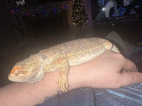 Sleepy Lil Sophie Rbeardeddragons