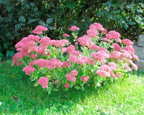 Цветок Очиток Фото Посадка И Уход — Bluemorphotours.ru