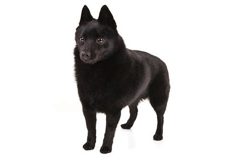 Schipperke Dog Breed Information