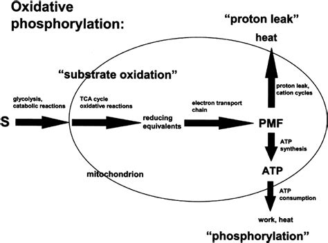 How Much Atp From Oxidative Phosphorylation Wasfa Blog