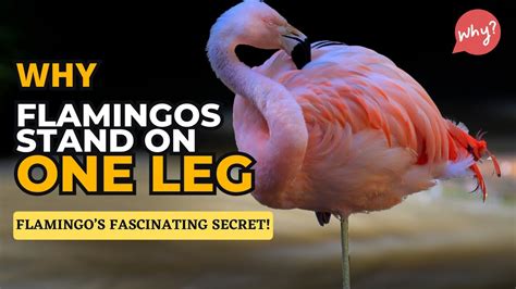 Why Do Flamingos Stand On One Leg Flamingo Behavior Explained Youtube