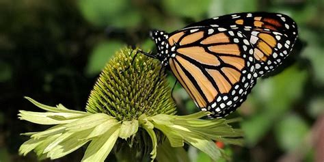 Creature Feature North American Monarch Assiniboine Park Conservancy