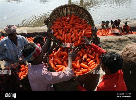 Carrot Farmer Cleaning Fresh Carrot Produce In Dhaka Carrot Stock