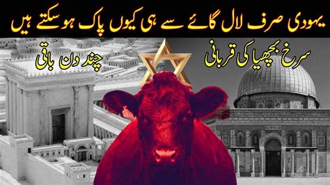 Sacrificing Red Heifer To Replace Al Aqsa Red Heifer Update 2024