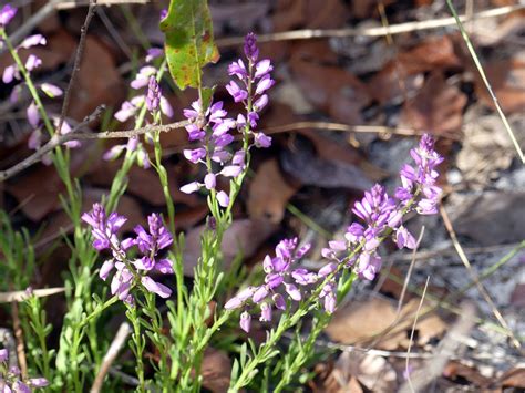 Lewton S Milkwort Florida Wildflower Foundation