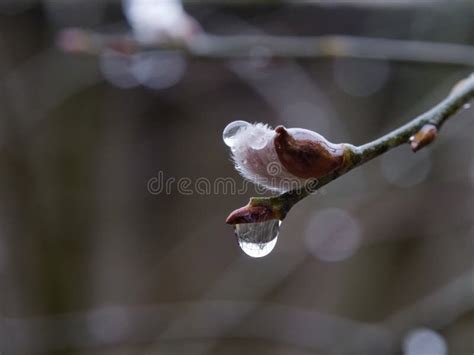Pictures Wet White Pussy Stock Photos Free Royalty Free Stock Photos From Dreamstime