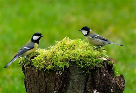 Great Tits A Revealing Look Into The Life Of One Of Natures Most Resplendent Birds