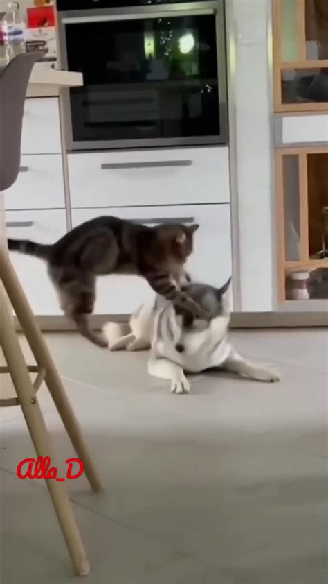 Unlikely Friendship: Astonishing Cat and Dog - One News Page VIDEO