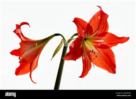 Red amaryllis flower isolated on white background Stock Photo - Alamy