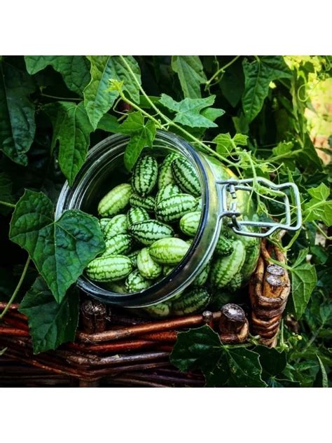 Купить Семена Мелотрия шершавая в интернет-магазине Exotic-TM
